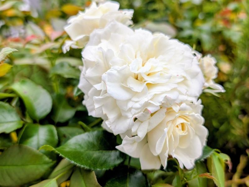 Wei&szlig;e Rosen am Strauch