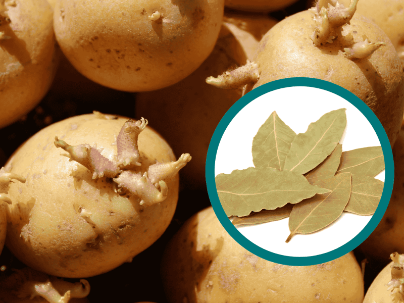Lorbeerblatt bei keimenden Kartoffeln.