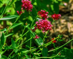 rote Spornblume