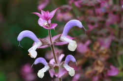 Herbst Salbei Bl&uuml;ten in Lila und Wei&szlig;