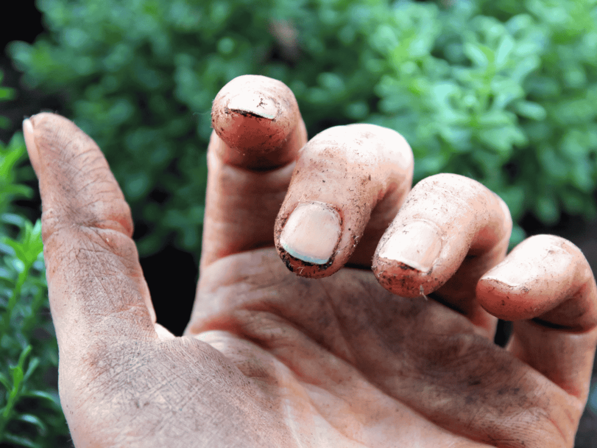 Schmutzige Fingern&auml;gel nach Gartenarbeit.