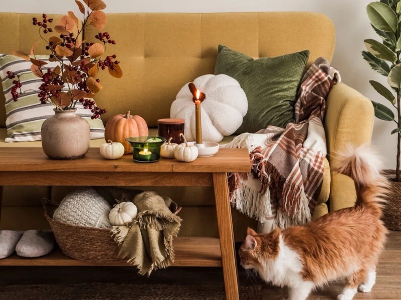 Ein herbstlich dekoriertes Wohnzimmer mit einer Katze.
