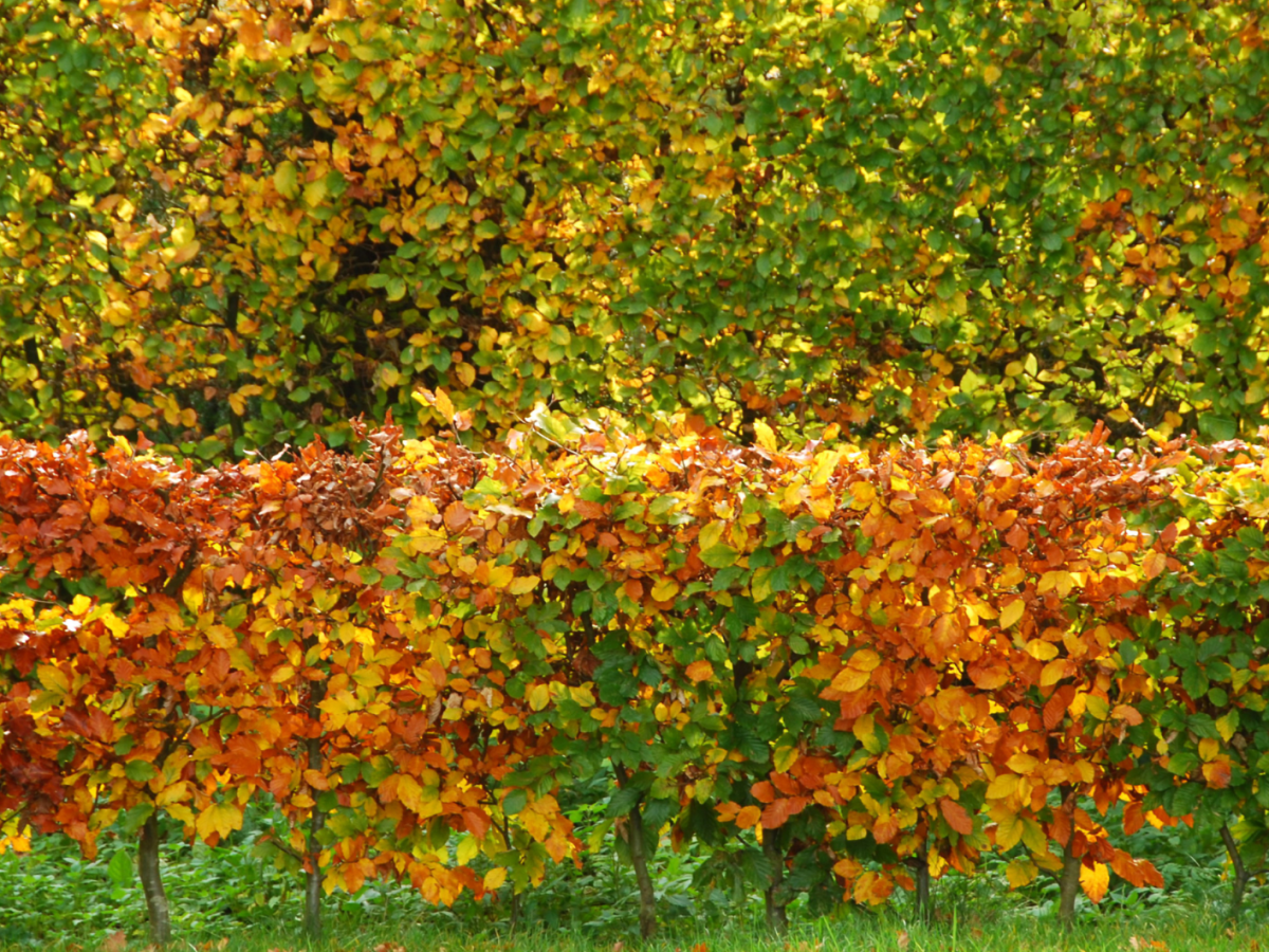 Hainbuchenhecke im Herbst als alternative zu kirschlorbeer