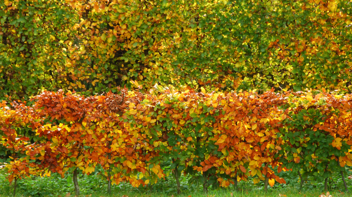 Hainbuchenhecke im Herbst als alternative zu kirschlorbeer