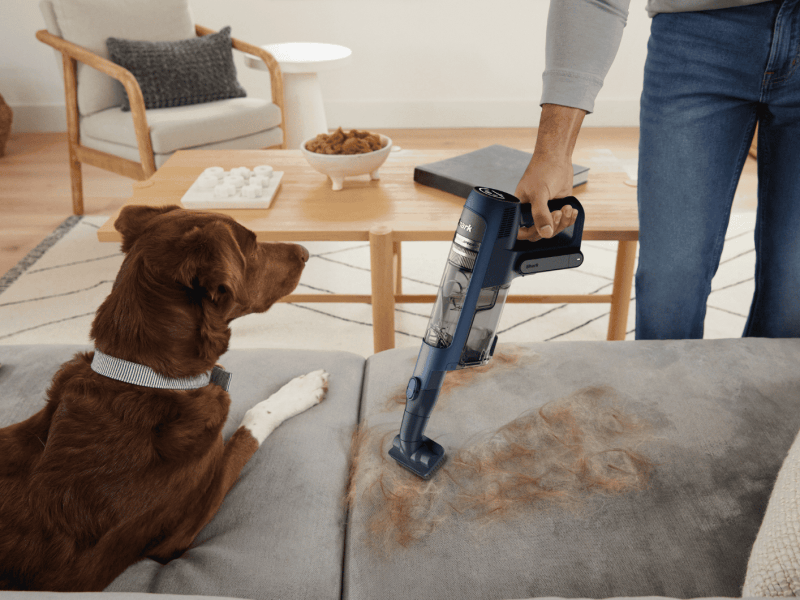 Brauner Hund liegt auf einem Sofa. Person saugt Hundehaare von Sofa und nutzt dabei den Shark PowerDetect Speed Pet Pro Clean & Empty Akku-Staubsauger